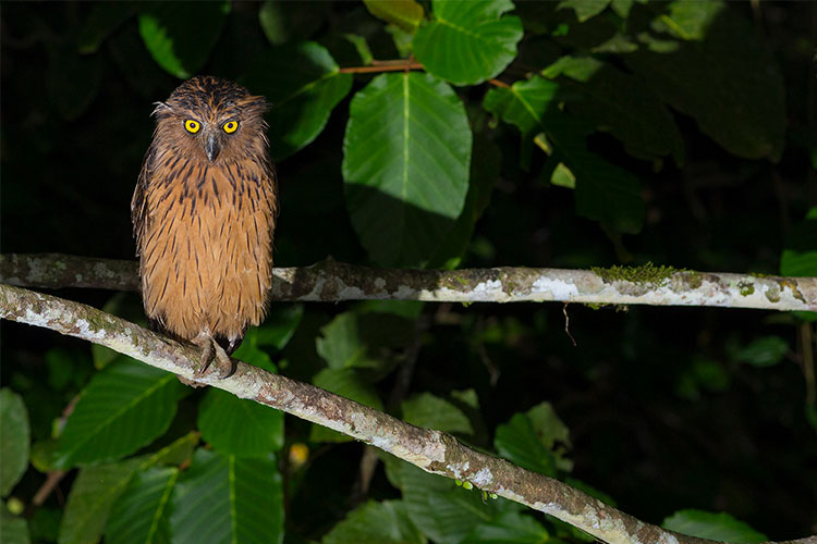 buffy-fish-owl