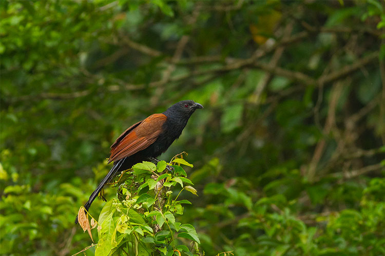 great-coucal