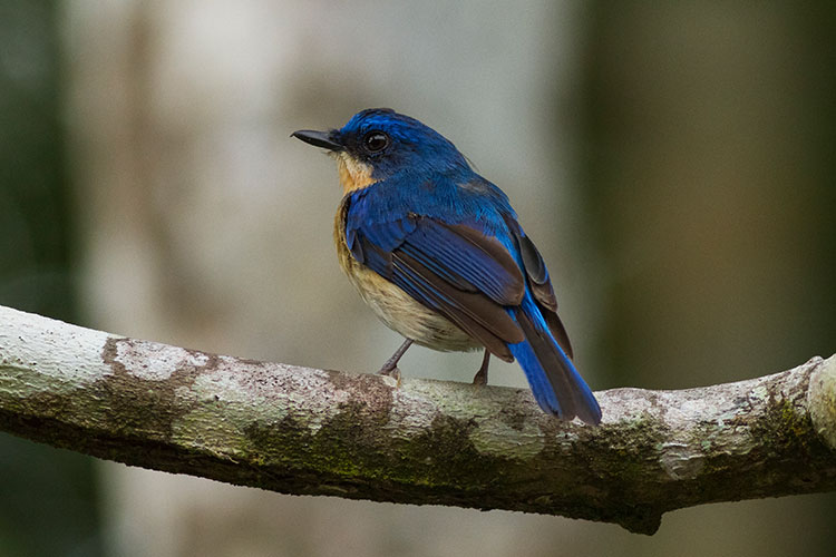 malaysian-blue-flycatcher